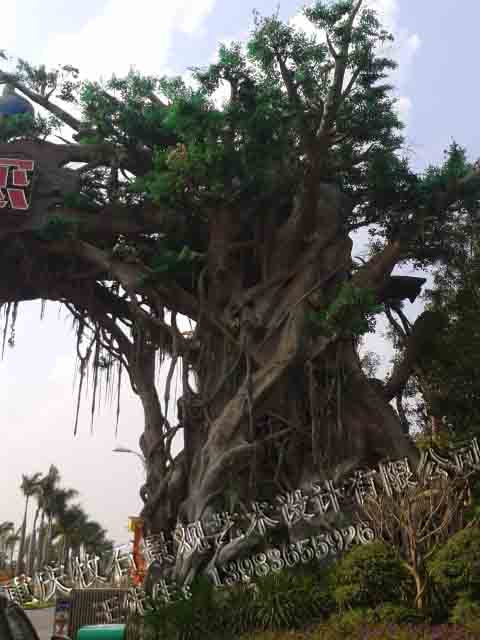 萬(wàn)達(dá)榕樹(shù)